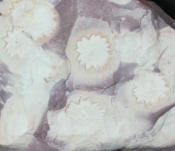 Cluster of Ediacaran Madusoid (Porpita) Fossils - Australia #39205